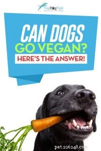 Kunnen honden veganist of vegetariër zijn?