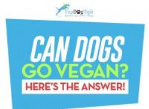 Os cães podem ser veganos ou vegetarianos?