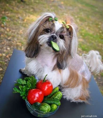 개도 완전 채식주의자가 될 수 있습니까?