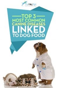 3 hondenziekten die verband houden met hondenvoer en -voeding