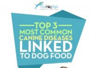 ドッグフードと栄養に関連する3つの犬の病気 