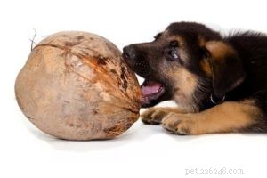 16 zdravých lidských potravin pro psy (na které jste nepomysleli)