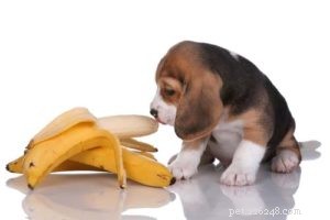 16 aliments humains sains pour chiens (auxquels vous n avez pas pensé)