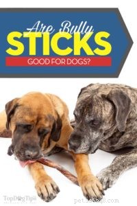 Jsou Bully Sticks dobré pro psy?