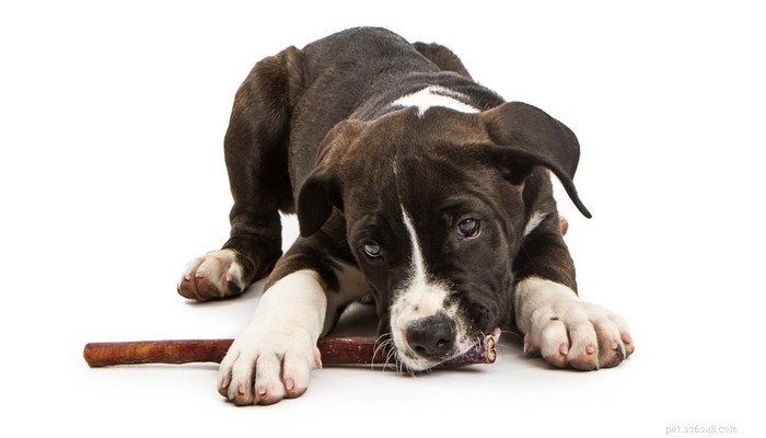 Zijn Bully Sticks goed voor honden?