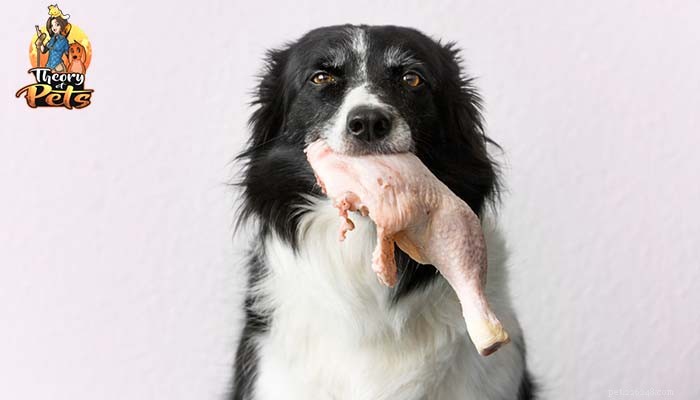TOPP #39:Fördelarna med kommersiella dieter för rå hundfoder