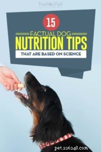 実際に科学に基づいている13の犬の栄養のヒント 
