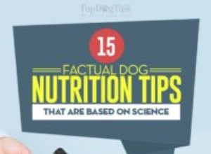 13 tipů na výživu psů, které jsou ve skutečnosti vědecky podložené