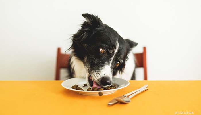 13 tipů na výživu psů, které jsou ve skutečnosti vědecky podložené