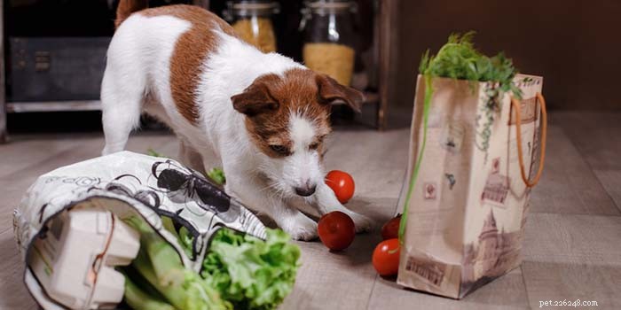 10 services de livraison de nourriture maison pour chiens du monde entier
