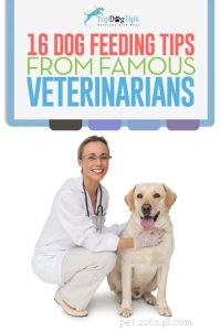16 conseils de quatre vétérinaires célèbres sur la nutrition et l alimentation des chiens