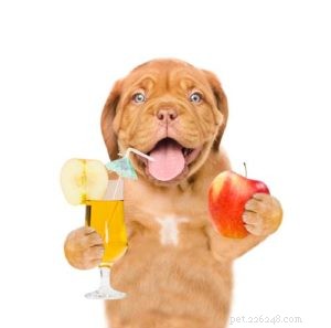 Kunnen honden appelcider drinken?