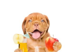 Les chiens peuvent-ils boire du cidre ?