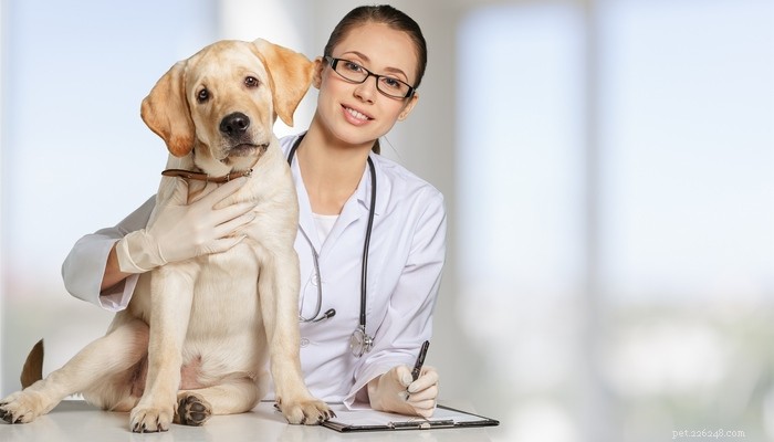 16 tips från fyra kända veterinärer om hundfoder och utfodring