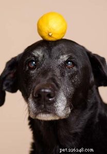 Kan hundar äta citroner?