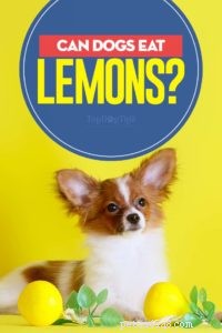 I cani possono mangiare i limoni?