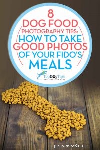 8 consigli sulla fotografia di cibo per cani per scattare foto fantastiche per l Instagram del tuo animale domestico