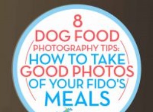 8 tipů na focení krmení pro psy, jak pořídit skvělé fotky pro Instagram vašeho mazlíčka