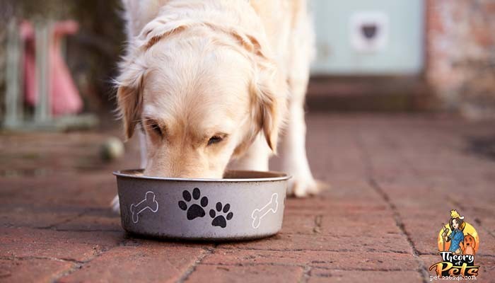TOP＃58：あなたの犬に適切な栄養を選択する方法 