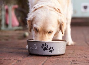NEJLEPŠÍ #58:Jak vybrat správnou výživu pro svého psa