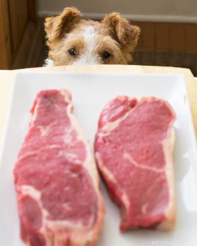 Capire il cibo per cani:sai cosa c è dentro?
