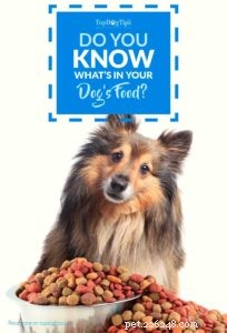 Compreendendo a comida de cachorro:você sabe o que tem lá?