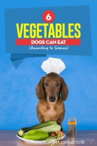 6 verdure che i cani possono mangiare secondo la scienza