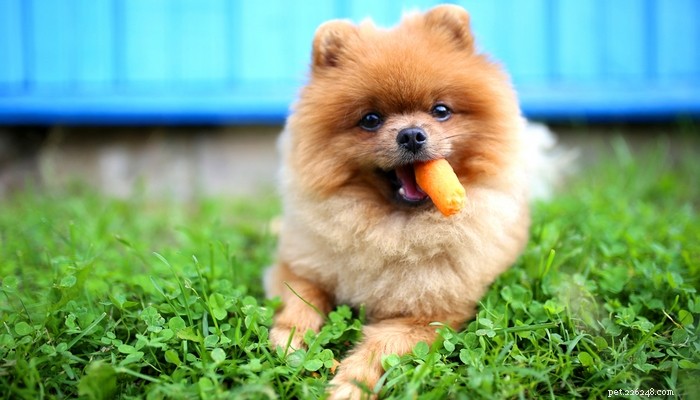 과학에 따르면 강아지가 먹을 수 있는 6가지 야채