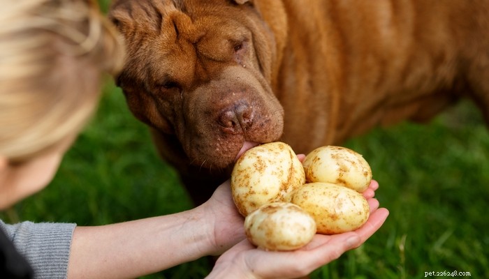 6 vegetais que cães podem comer de acordo com a ciência
