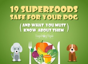 19 Superalimentos para cães [Infográfico]