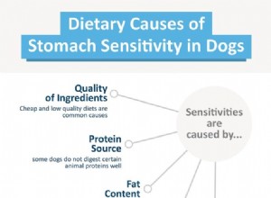 Příručka veterináře o nákupu a používání krmiva pro psy pro citlivé žaludky