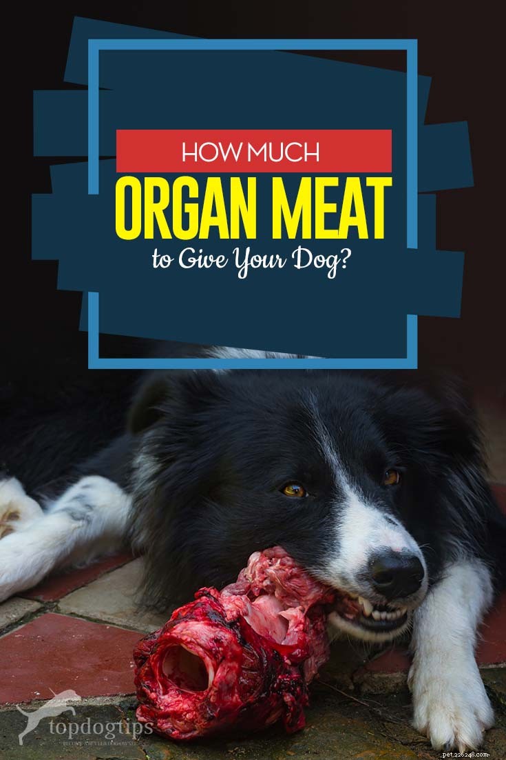 Quanta carne de órgão para dar ao seu cão