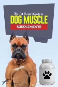 Guia para donos de animais de estimação sobre suplementos musculares para cães