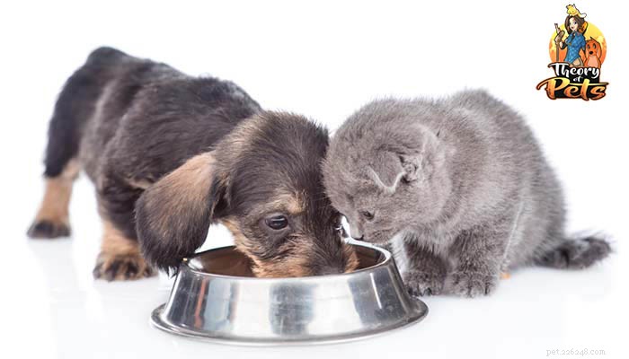TOP＃65：犬の食事に多様性を加える方法と理由 