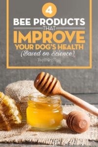 강아지의 건강을 개선하는 4가지 꿀벌 제품(과학 기반)