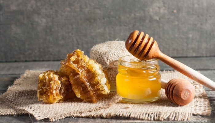 강아지의 건강을 개선하는 4가지 꿀벌 제품(과학 기반)