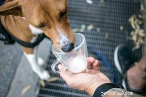 I cani possono bere latte?
