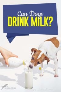 Kunnen honden melk drinken?
