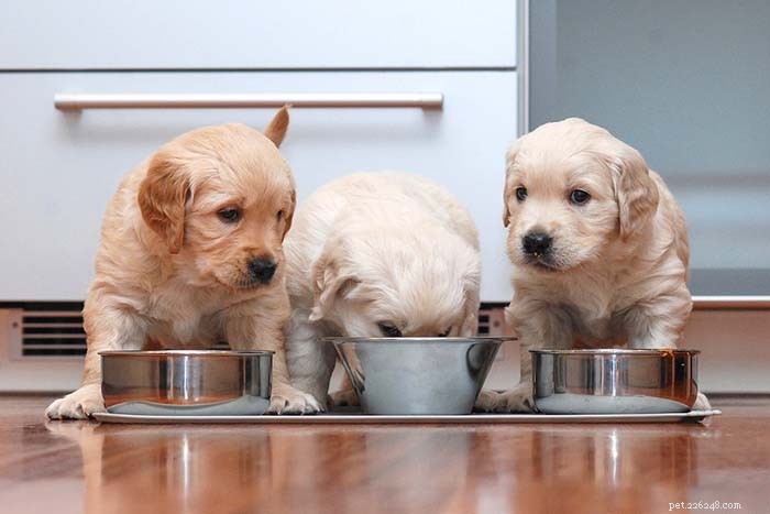 Cronograma de alimentação de cães:por que é importante e como fazer
