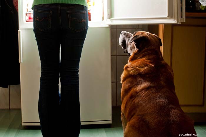 Programma di alimentazione del cane:perché è importante e come farlo