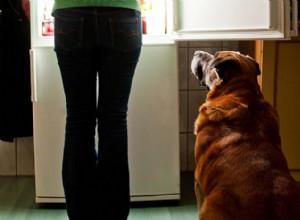 개에게 먹이를 주는 일정:중요한 이유와 방법