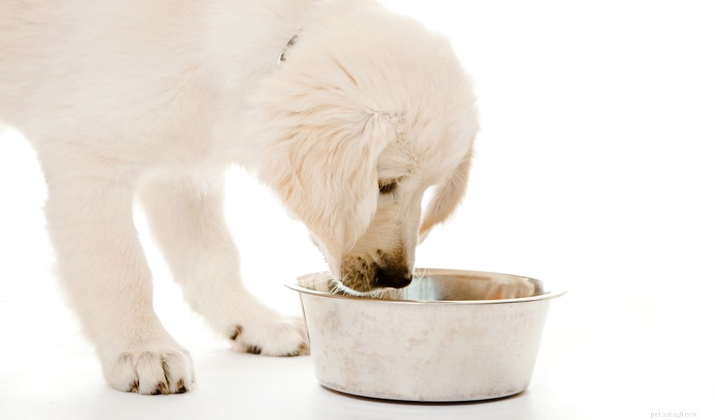 Hoeveel voer je een puppy en hoe vaak moeten puppy s eten
