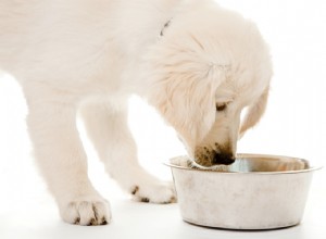 子犬に与える量と子犬はどのくらいの頻度で食べるべきか 