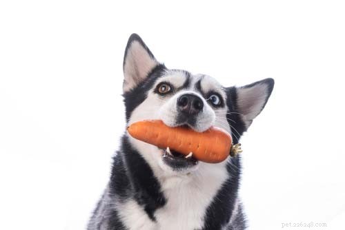 7 витаминов для собак, о которых должны знать все владельцы собак