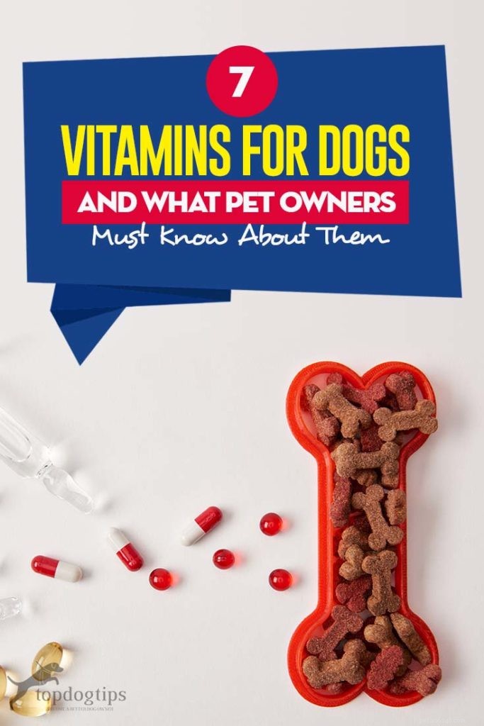 7 vitamines pour chiens que tous les propriétaires de chiens doivent connaître