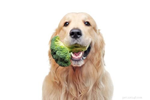 7 vitamine per cani che tutti i proprietari di cani devono conoscere