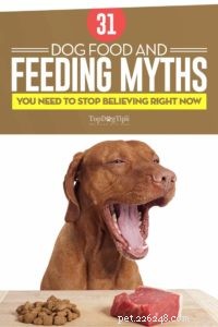31 Myter om hundmat och utfodring avslöjas [Infographic]