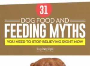 Развенчание 31 мифа о корме для собак [инфографика]