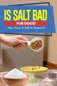 O sal é ruim para cães? Quanto é seguro consumir?