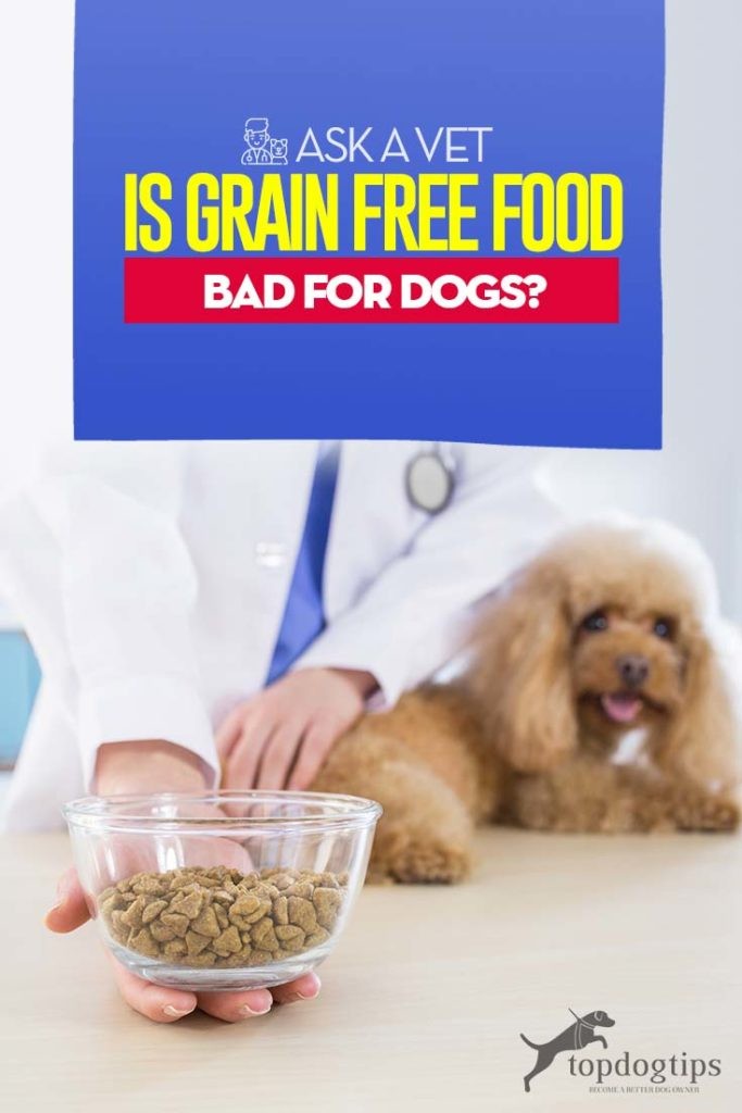 Pergunte a um veterinário:A comida sem grãos é ruim para os cães?